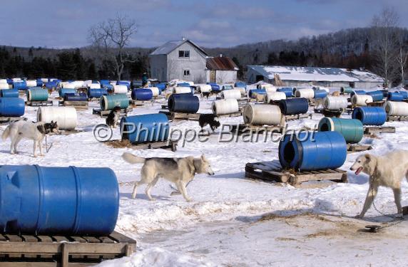canada ontario  20.JPG - Elevage chiens de traîneauSouthriverOntarioCanada